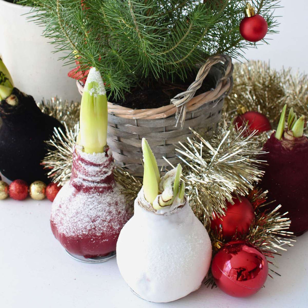 Crin de cameră - Amaryllis - hippeastrum 'Wax Snow Black' - Bulb de flori - Roşu