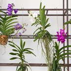 Orhideea Vanda - Vanda 'Tayanee Cerise' - Înălţime 55-65cm