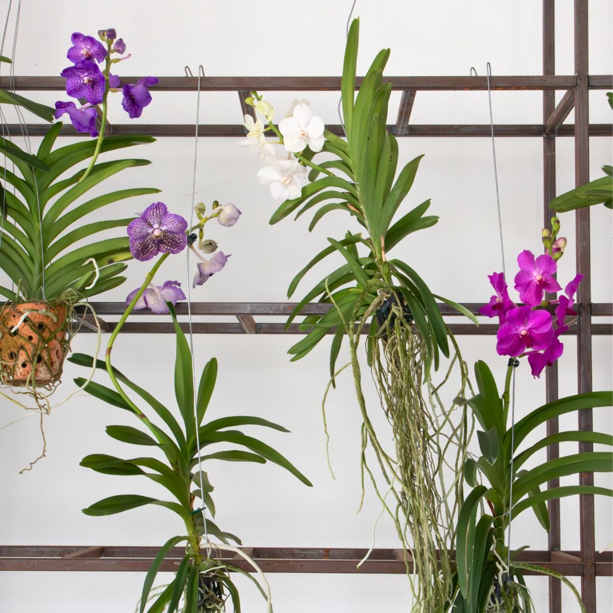 Orhideea Vanda - Vanda 'Magic Royal Blue' - Înălţime 55-65cm