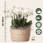 Orhidee în coș alb - Phalaenopsis - Înălțime 40–50cm - ⌀28cm
