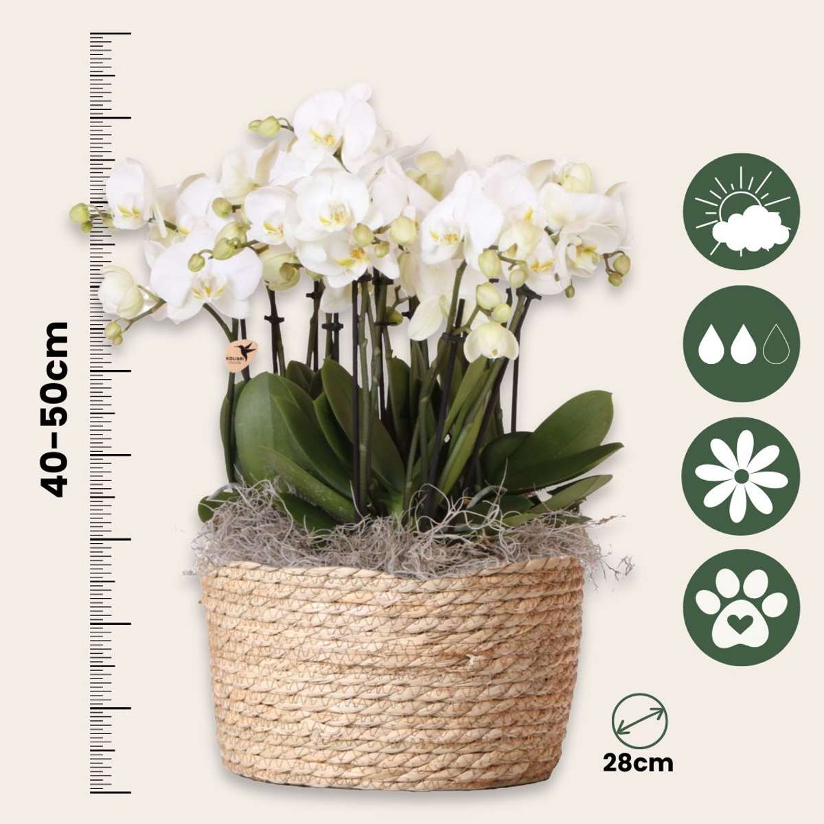 Orhidee în coș alb - Phalaenopsis - Înălțime 40–50cm - ⌀28cm