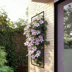 Clematis - 2 buc. - Clematis 'Hagley Hybrid' - Înălțime 100-120cm - ⌀17cm