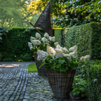 Hortensie - 2 buc - Hydrangea paniculata 'Early Harry' - În. 25-40cm - ⌀19cm