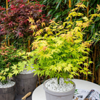 Arțar japonez - Acer palmatum 'Orange Lace' - Înălţime 60-70cm - ⌀19cm